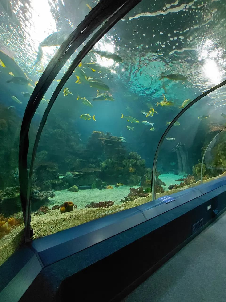 Sochi Discovery World Aquarium — фото 2